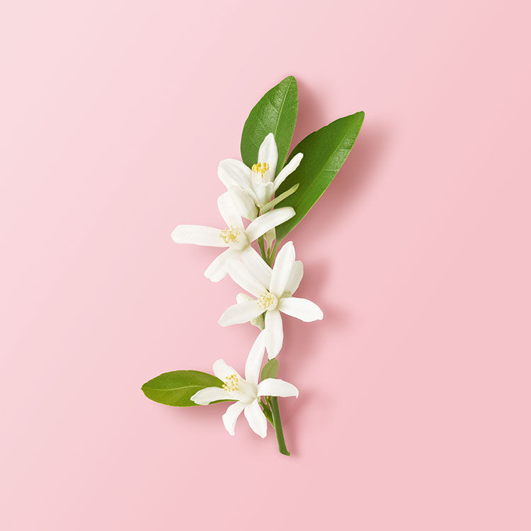 A branch with delicate white flowers and green leaves arranged on a soft pink background.