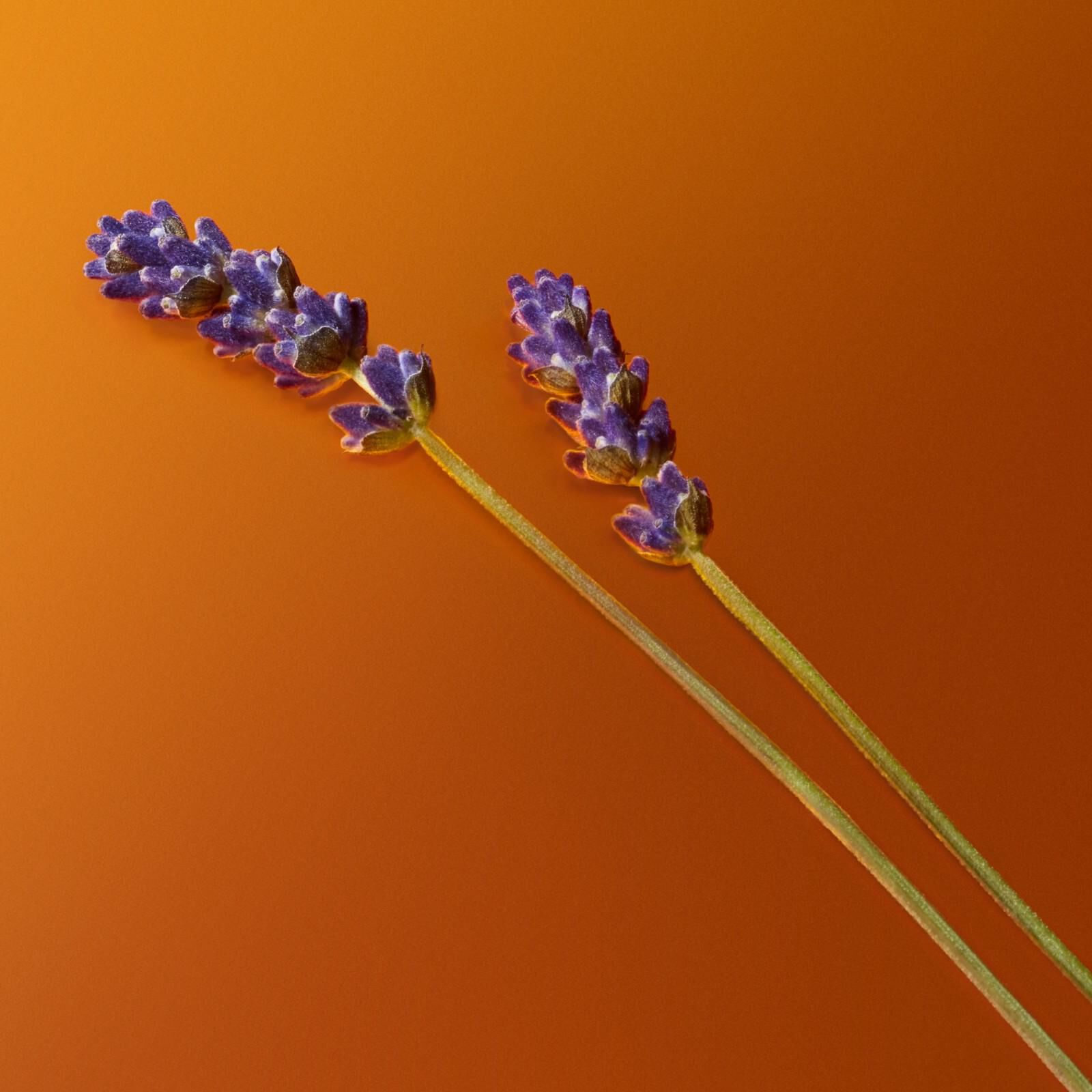 Steli di lavanda viola con elementi ambrati su sfondo arancione che mostrano ingredienti naturali di profumo.