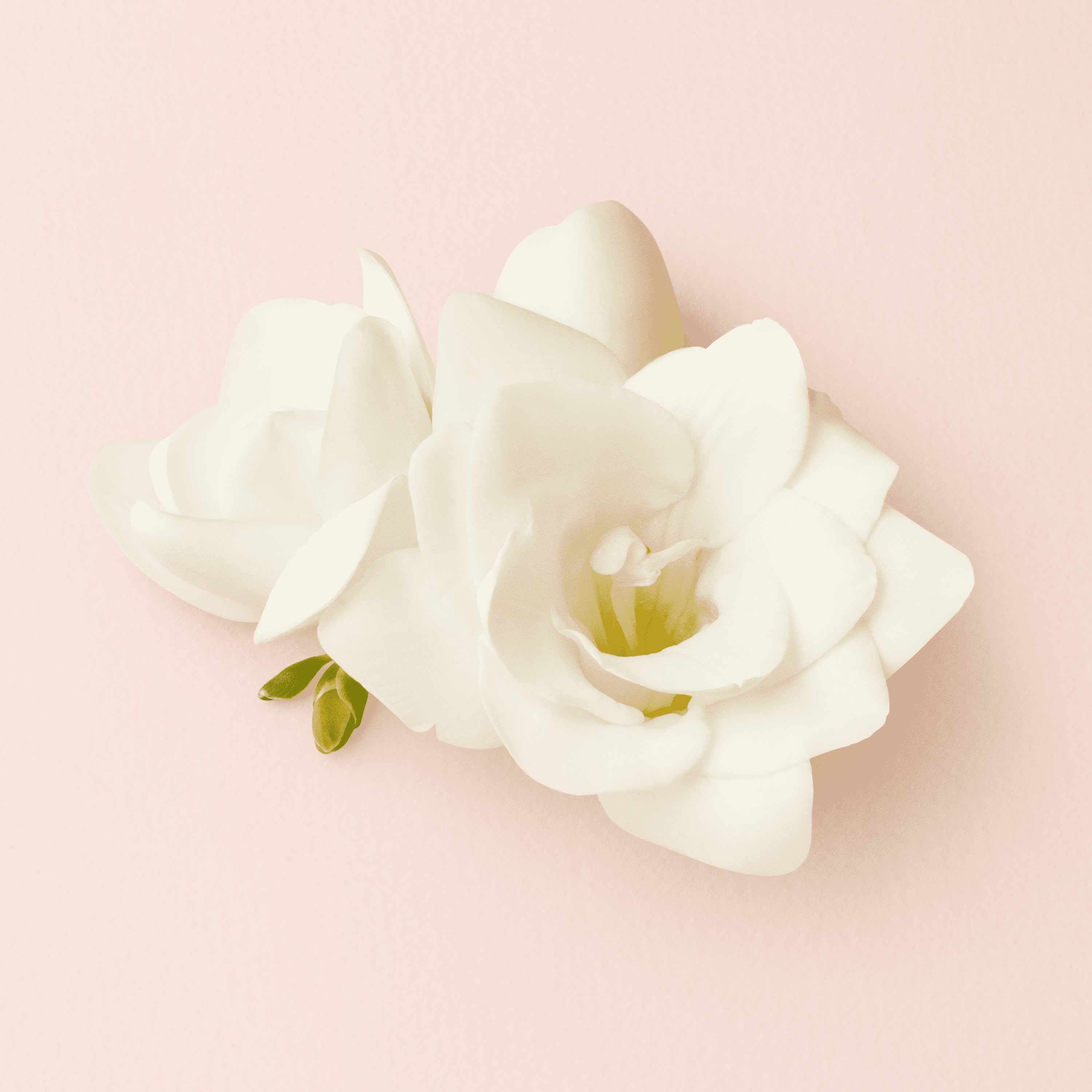 A close-up of two white gardenia flowers with green leaves on a soft pink background.