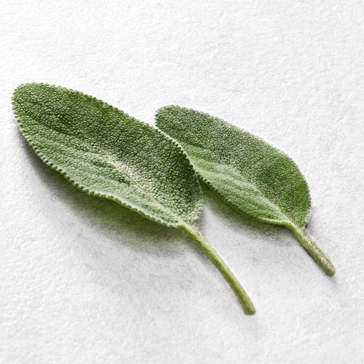 Two fresh green sage leaves with a textured surface, positioned on a light gray background.