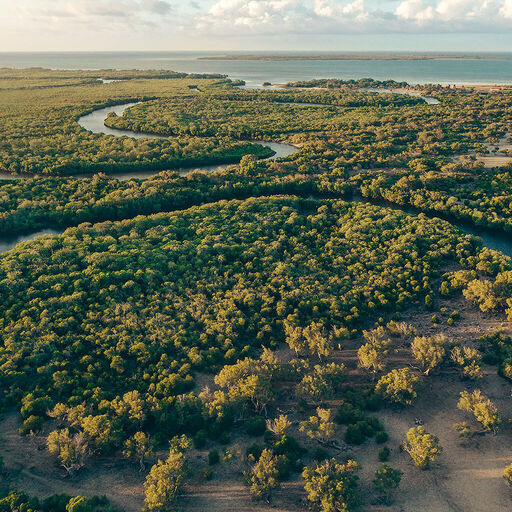 Vista aerea di una lussureggiante e verde foresta di mangrovie, divisa da un fiume tortuoso. Questa immagine rappresenta l'impegno di Armani per pratiche sostenibili e una filosofia "Progettato per durare".