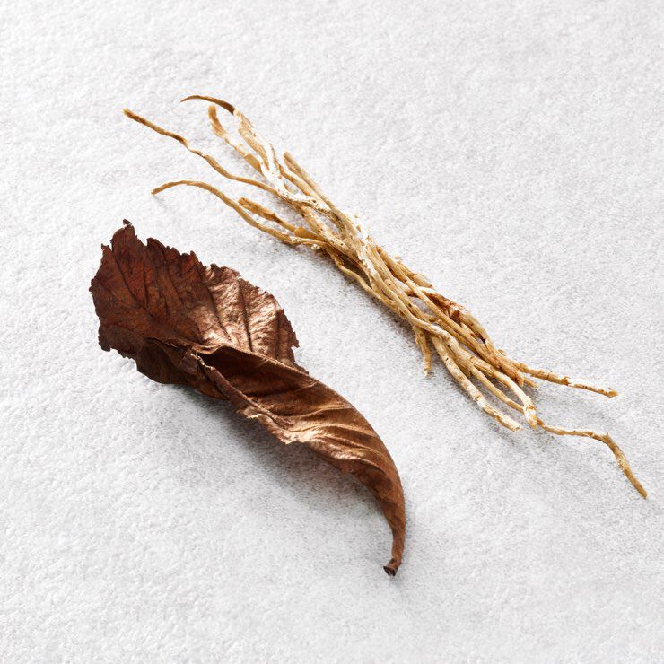 A dried brown leaf and a thin, twisted piece of plant root placed on a light-colored surface.