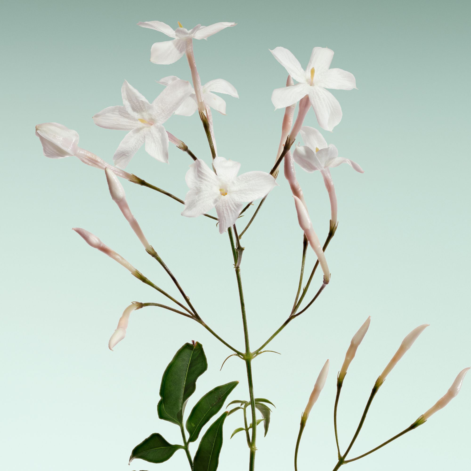 Armani/Prive VERT MALACHITE