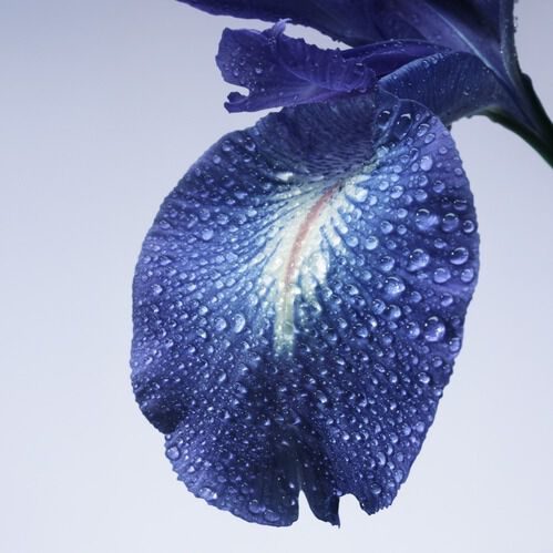 ARMANI/PRIVE IRIS BLEU