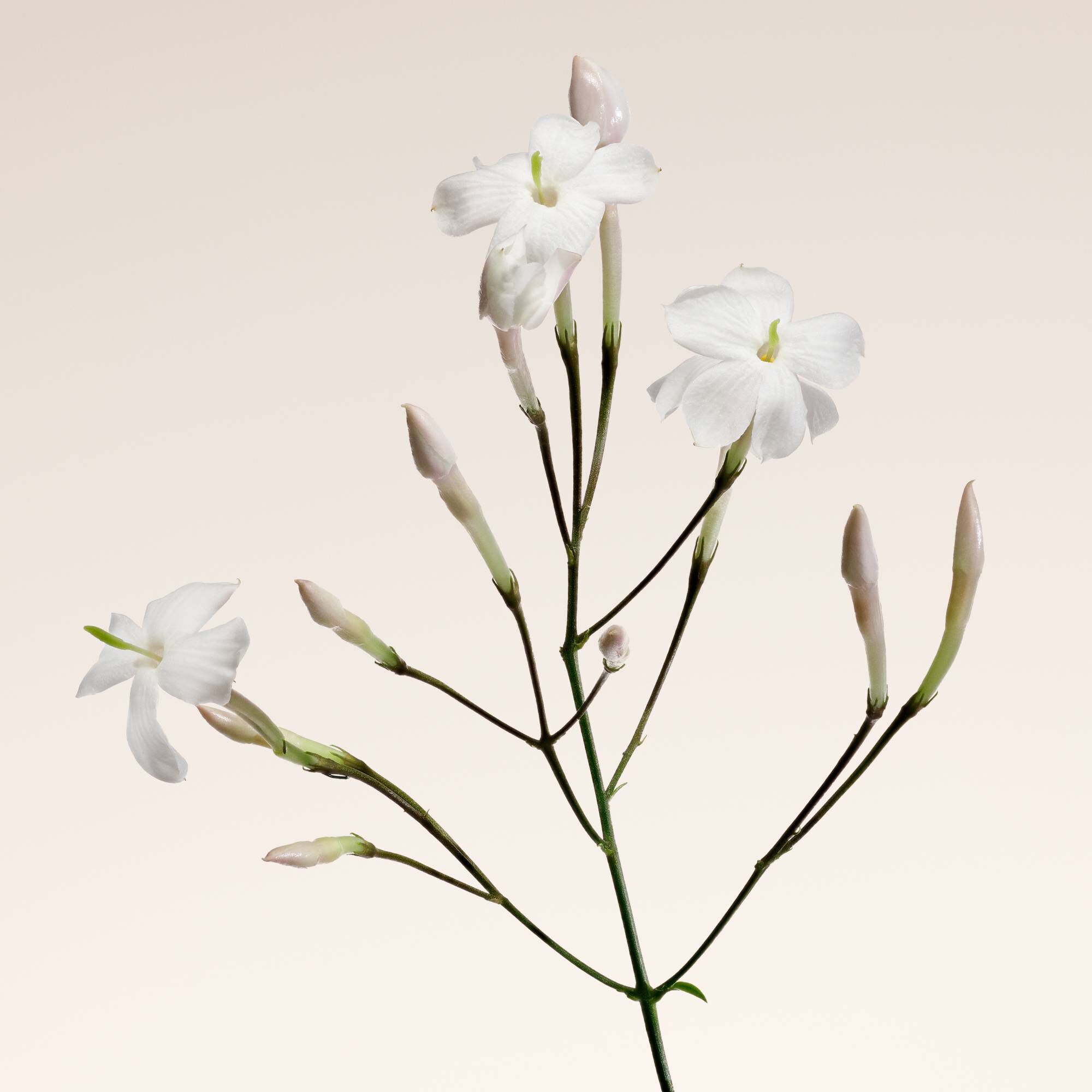 ARMANI/PRIVE OUD NACRE EAU DE PARFUM