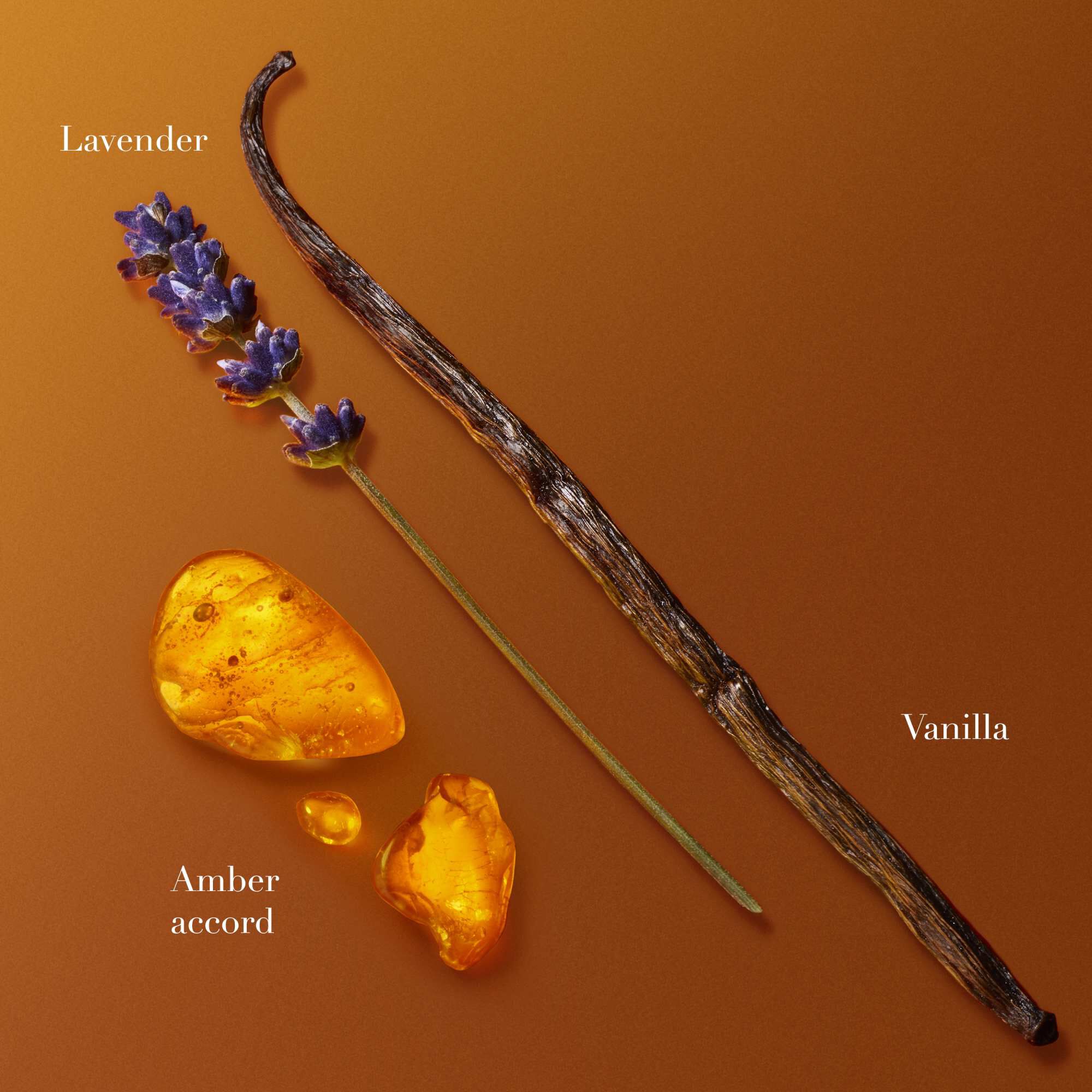 Baccelli di vaniglia, lavanda e pezzi di resina ambrata disposti su uno sfondo arancione caldo, che mostrano gli ingredienti della fragranza