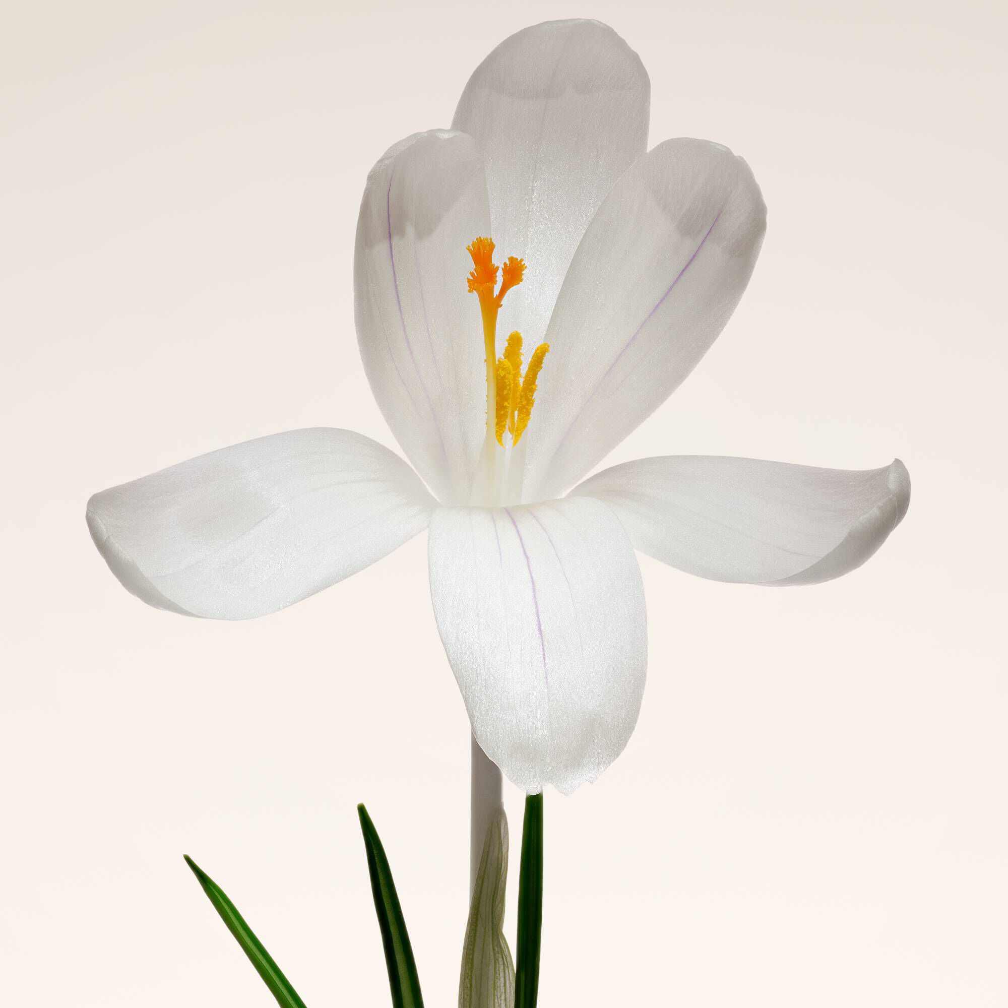 ARMANI/PRIVE OUD NACRE EAU DE PARFUM